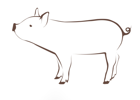 Very young pig illustration