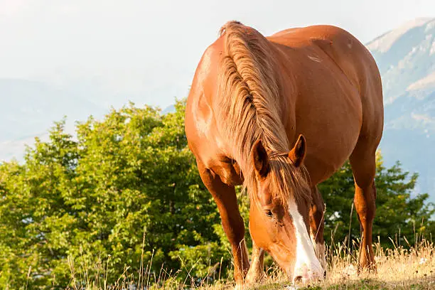 brown horse grazing in the grass with mountain background with the neck bent to the ground
