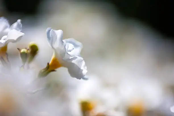 Macro close up with small aperture thats embedds the white flower in a bed of blurred background thats have a wonderful bokeh