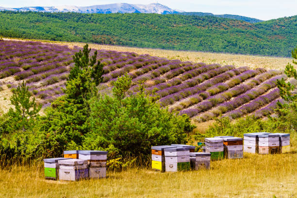 istock Bee hives at lavender field 1775244688