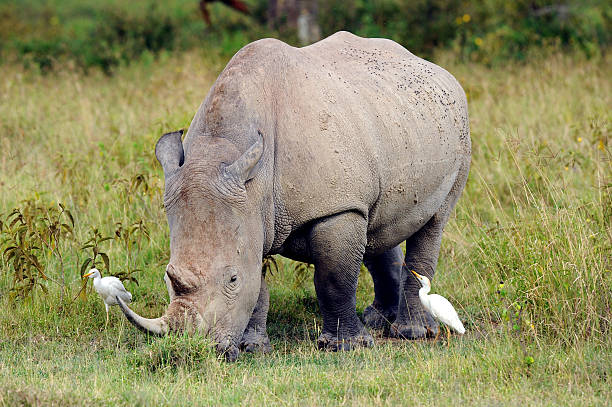 istock White Rhinoceros Kenya 177524536