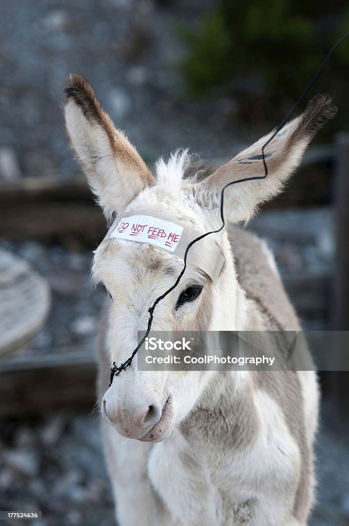 Giovane burro masticare su un pezzo di filo - Foto stock royalty-free di Animale