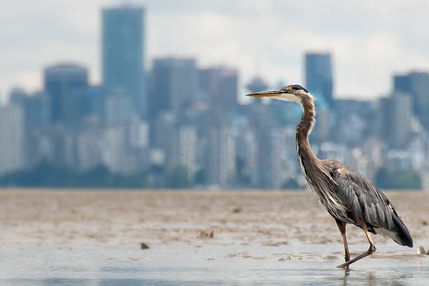 Heron Fishing With Vancouver Skyline in Background stock photo