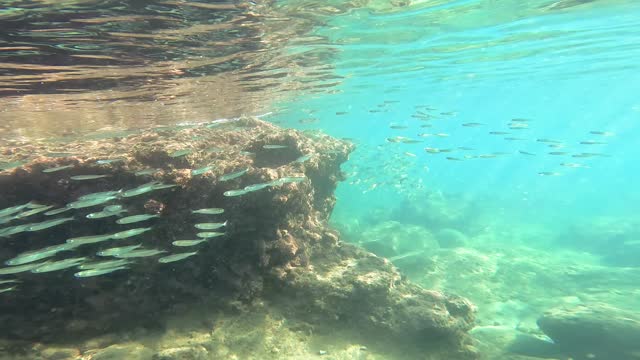 A huge school of small bright fish swims in the waves against the backdrop of underwater rocks near the shore on a bright sunny day in the sunshine in clear and clear sea water.
