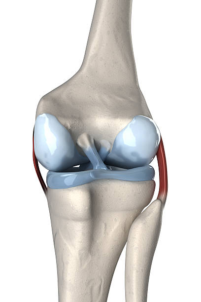 ligamento cruzado anterior y posterior de anatomía - cruciate ligament fotografías e imágenes de stock