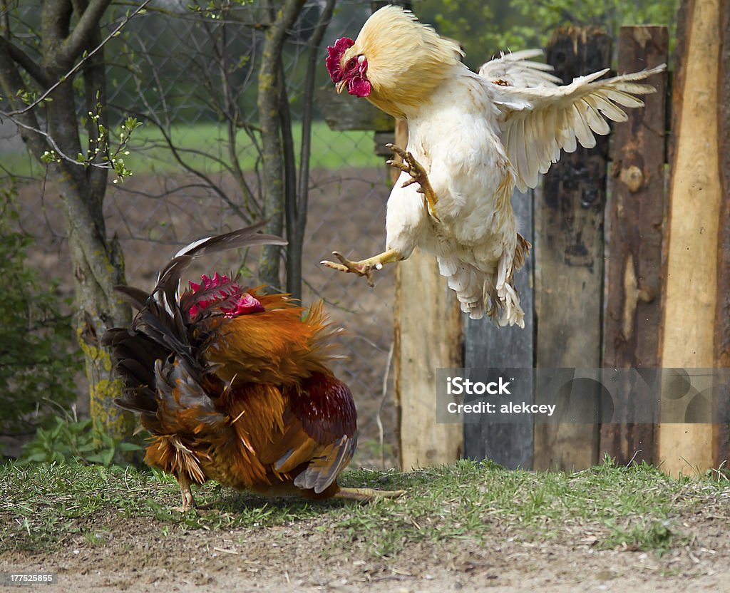 cockfight "two cocks fighting, one  in fly" Fighting Stock Photo