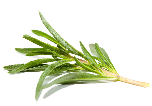 Rosemary bunch on the white background stock photo