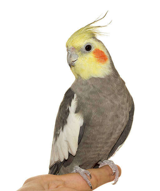 istock Cockatiel Cock Close-up 177526003