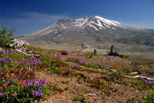 Wildflowers bloom on the slopes of volcanic Mt. Saint Helens in Washington State.