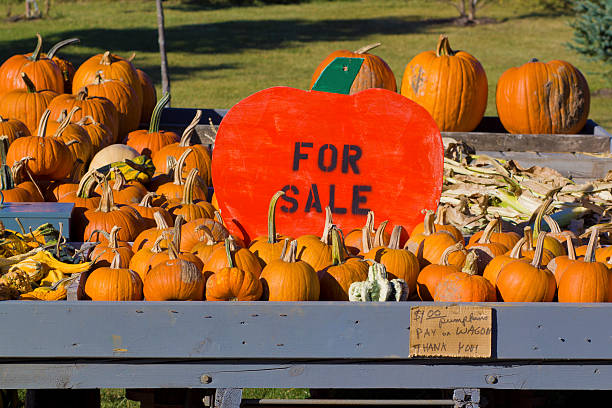 istock Pumpkins for sale 177526197