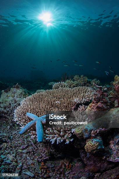 블루 불가사리류 놓여 경산호 0명에 대한 스톡 사진 및 기타 이미지 - 0명, Coral Triangle, 경산호