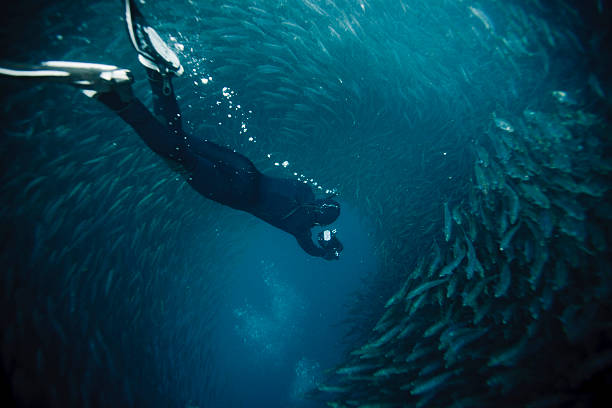 free diving into a sardine bait ball