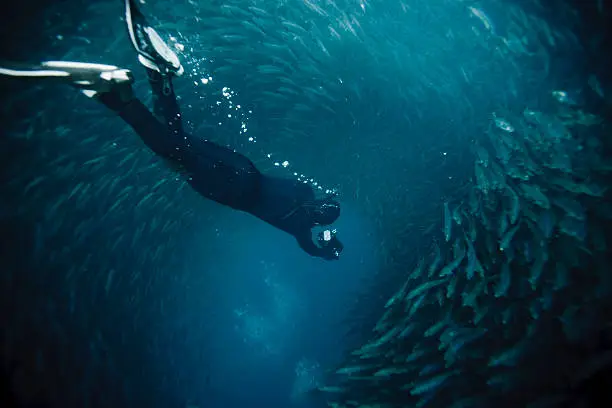 free diving into a sardine bait ball