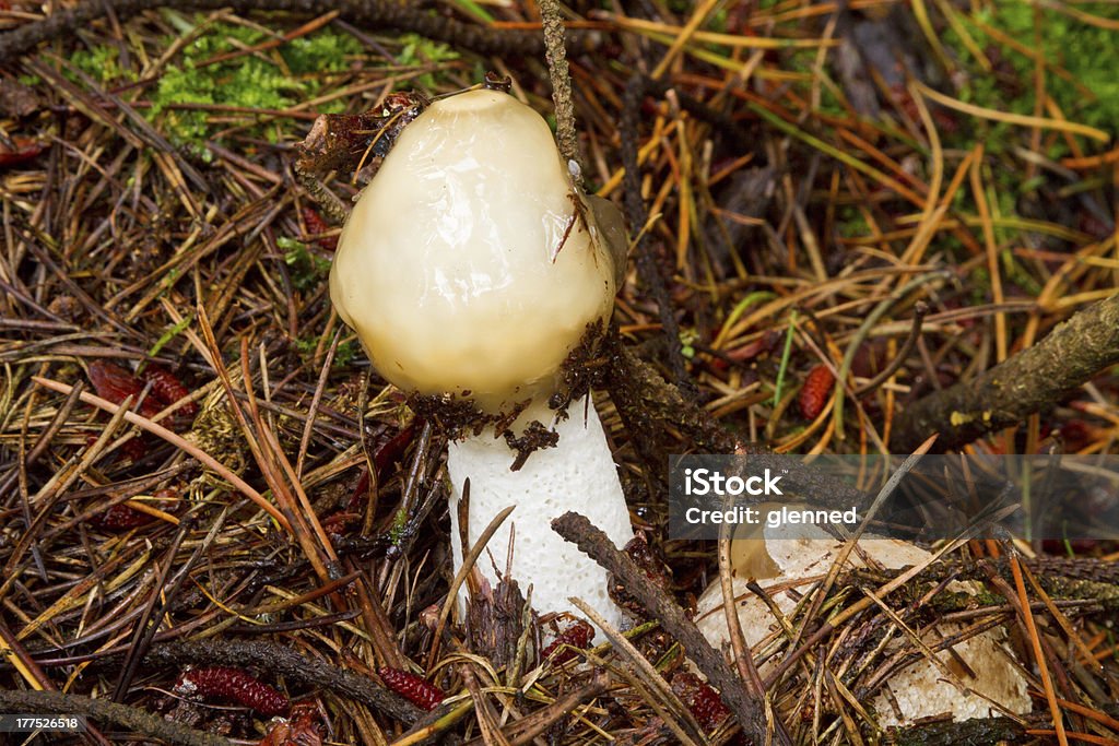 Stinkhorn hongos-Phallus impudicus - Foto de stock de Aguja - Parte de planta libre de derechos