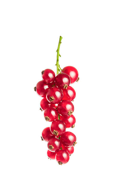 red currant stock photo