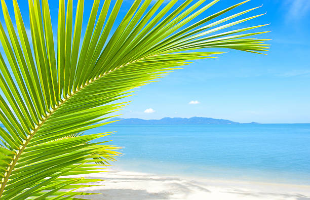 Beautiful tropical beach with palm tree and sand stock photo