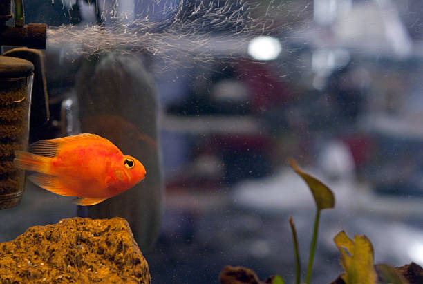 Fish in Aquarium stock photo