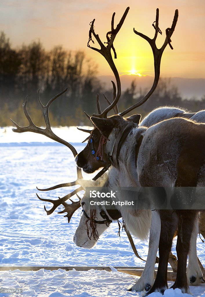 Northern deer Northern deer are in harness on snow on sunset background. Deer Stock Photo