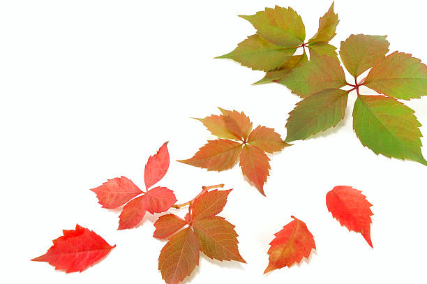 istock colorful autumn leaves 177527226