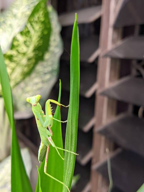 istock Green Praying Mantis Standing On The Green Leaf In A Backyard With Vintage Window Background 1775272380