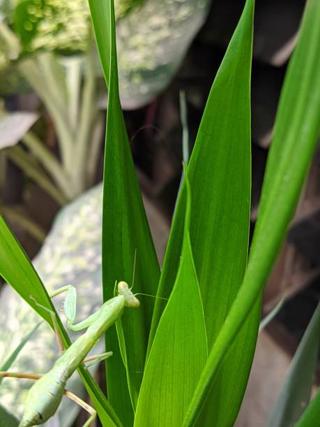istock Back View Green Praying Mantis Walking On The Flower 1775272383