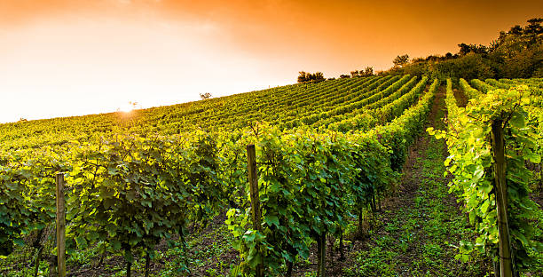 Sun rising over a vineyard in Hessen, Germany Sunset in a vineyard, Hessen Germany hesse germany stock pictures, royalty-free photos & images