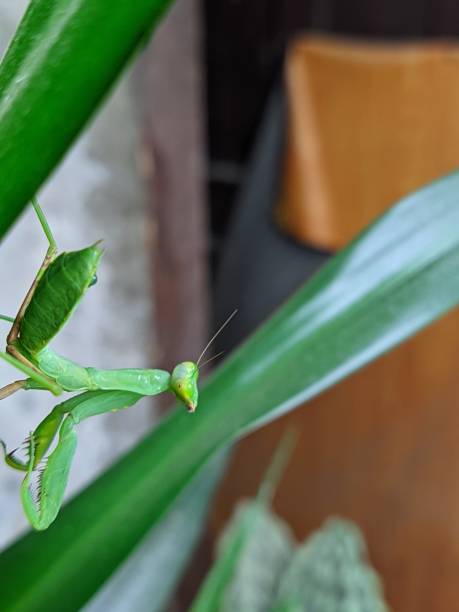 Green Praying Mantis Walks In The Backyard Garden