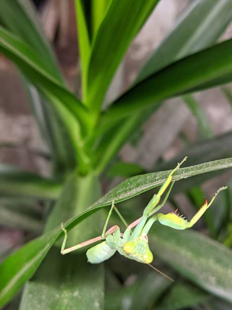 Green Praying Mantis Walks On The Pandan Plant
