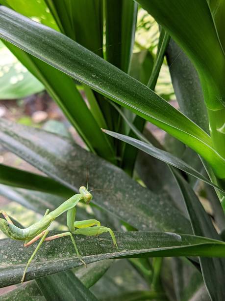 istock Green Praying Mantis Walking On The Leaf 1775275181