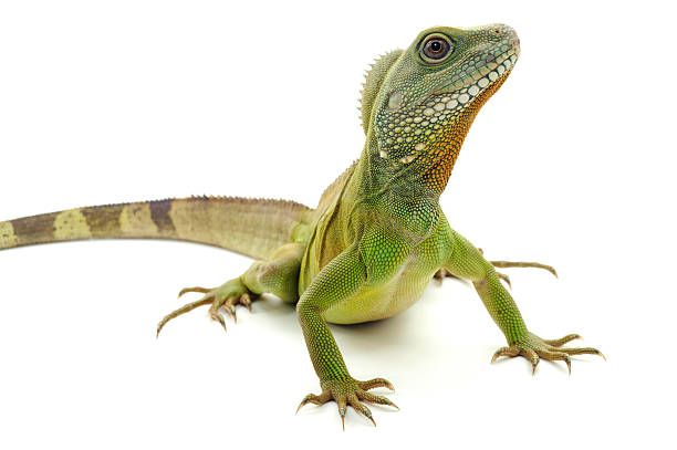 dragón verde sobre un fondo blanco - iguana fotografías e imágenes de stock