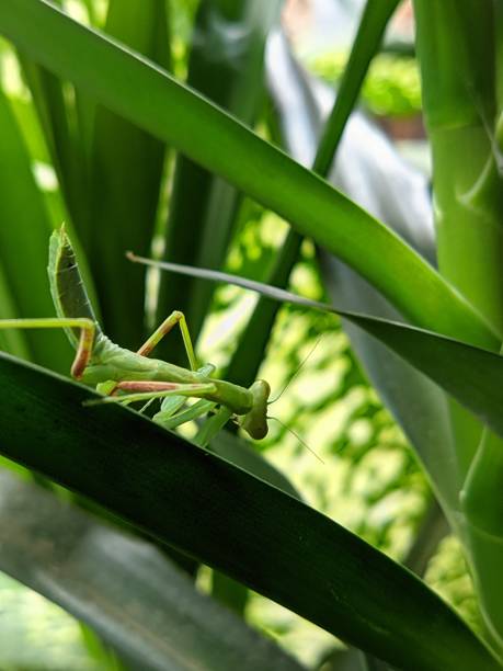 Green Praying Mantis Walking On The Leaf During The Day