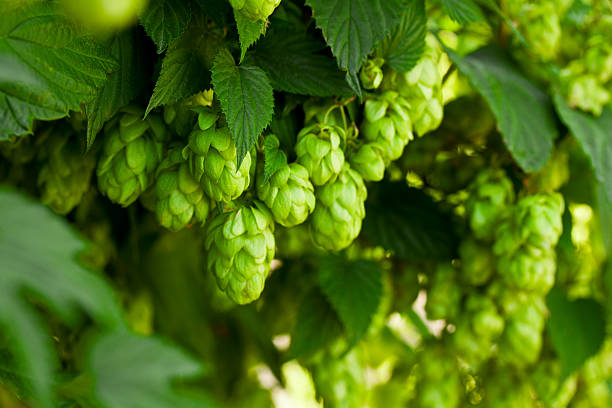 istock A bunch of green hops on a tree 177527575