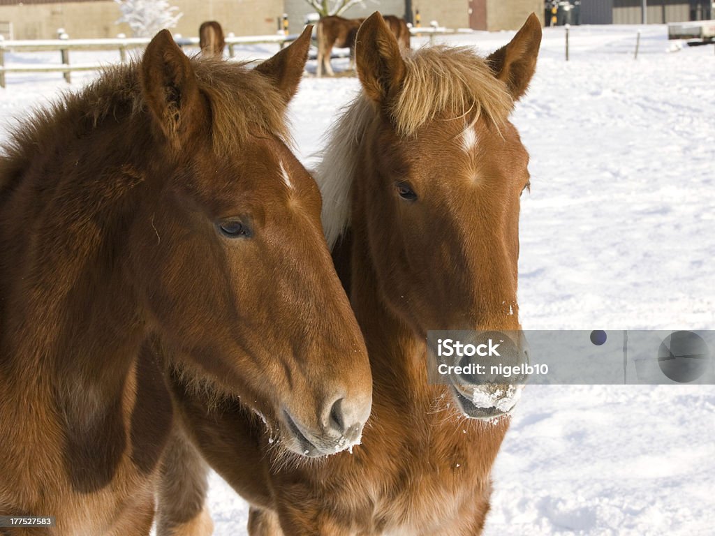 Foals-Gruppo musicale nella neve - Foto stock royalty-free di Ambientazione esterna