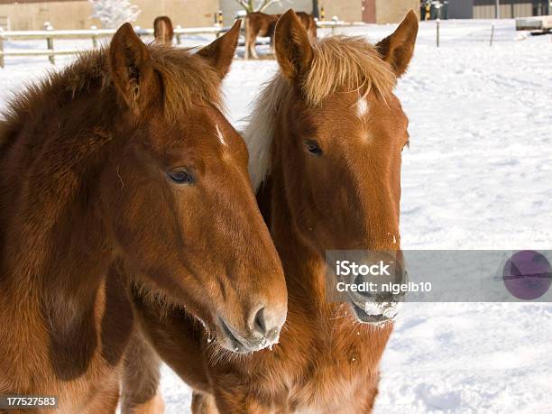 Foalsgruppo Musicale Nella Neve - Fotografie stock e altre immagini di Ambientazione esterna - Ambientazione esterna, Andare a cavallo, Animale