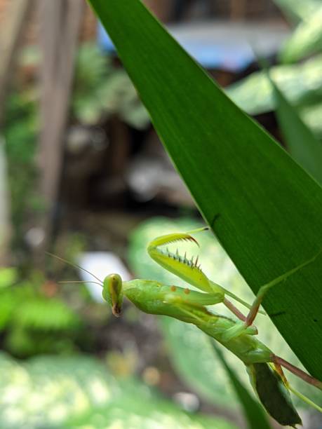 istock Closeup View Of Green Praying Mantis 1775277273