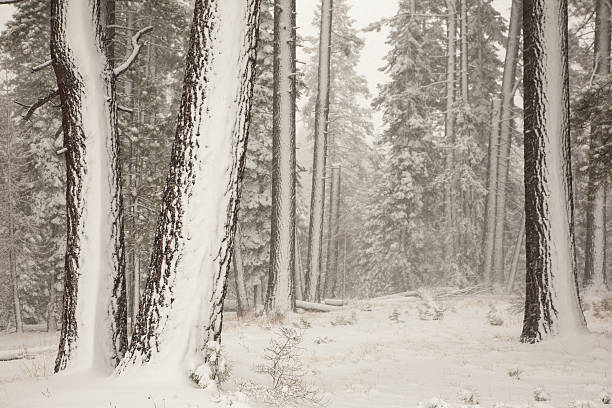 istock Light Dusting of Snow Over Pine Forest 177527834