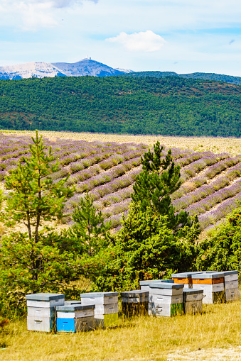Bee hives at lavender field. Honey beehives outdoors on nature, Provence France. Beekeeping or apiculture. Baronnies Provencales Regional Nature Park in France.