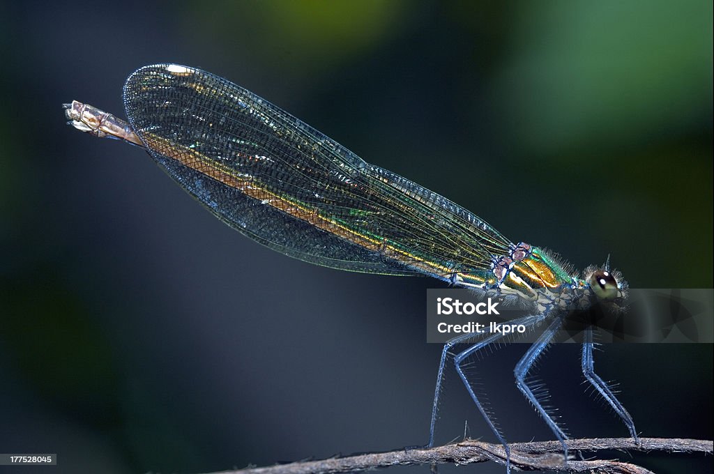 Coenagrionidae - Foto de stock de Ala de animal libre de derechos