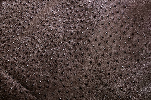 ostrich leather stock photo
