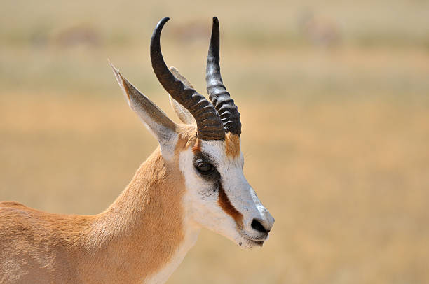 istock Springbok in the Etosha National Park 1 177528243