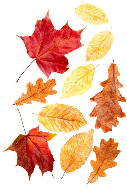 istock collection autumn leaves 177528315