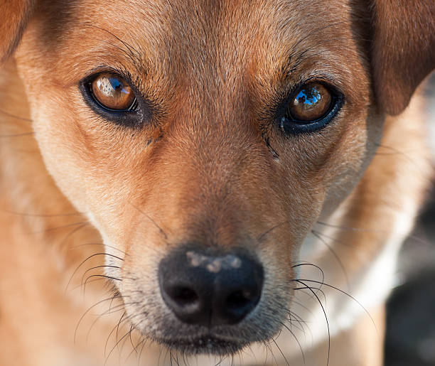 istock Portrait of a not purebred dog 177528384