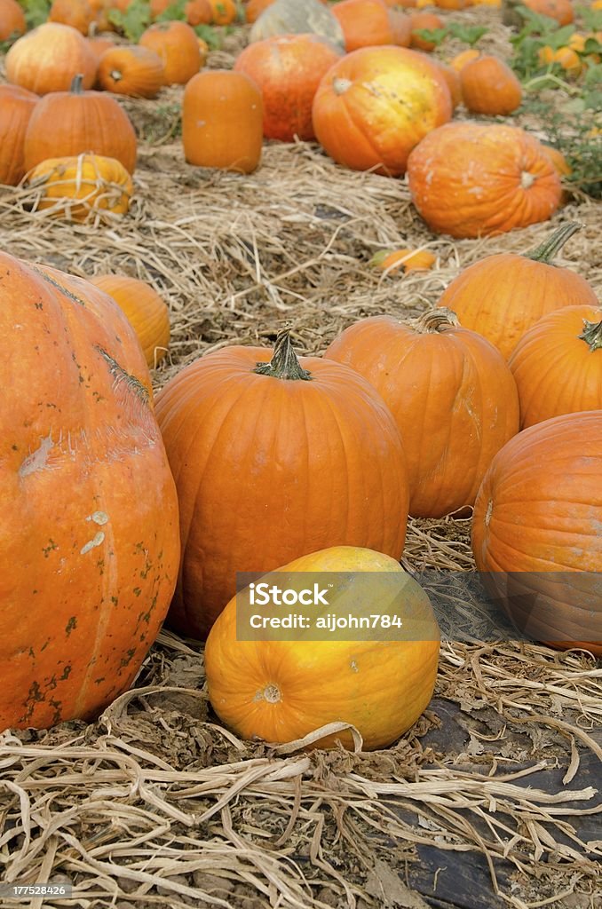 Parcela de calabaza - Foto de stock de Agricultura libre de derechos