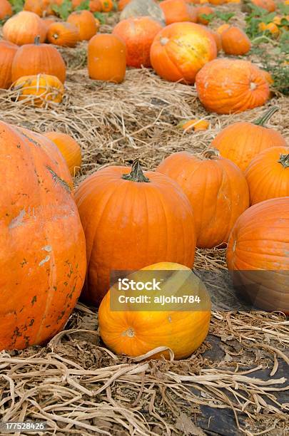 Foto de Plantação De Abóboras e mais fotos de stock de Agricultura - Agricultura, Campo, Colheita