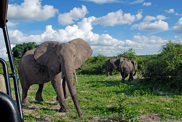 istock gigantic african elephant in wild savanna(National park Chobe, Botswana) 177528473