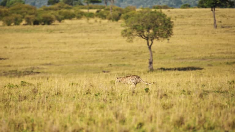 Slow Motion of Cheetah Running Fast, Hunting on a Hunt Chasing Prey in Africa, African Wildlife Safari Animals in Masai Mara, Kenya in Maasai Mara, Amazing Nature and Beautiful Encounter