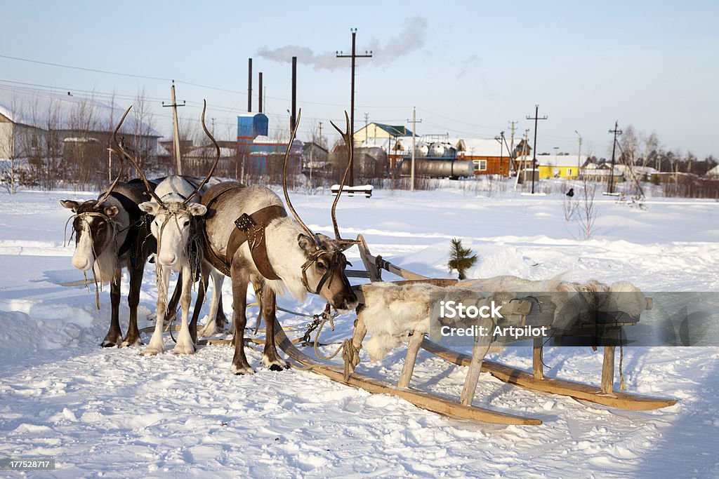 Ciervo del Norte en la nieve - Foto de stock de Aire libre libre de derechos
