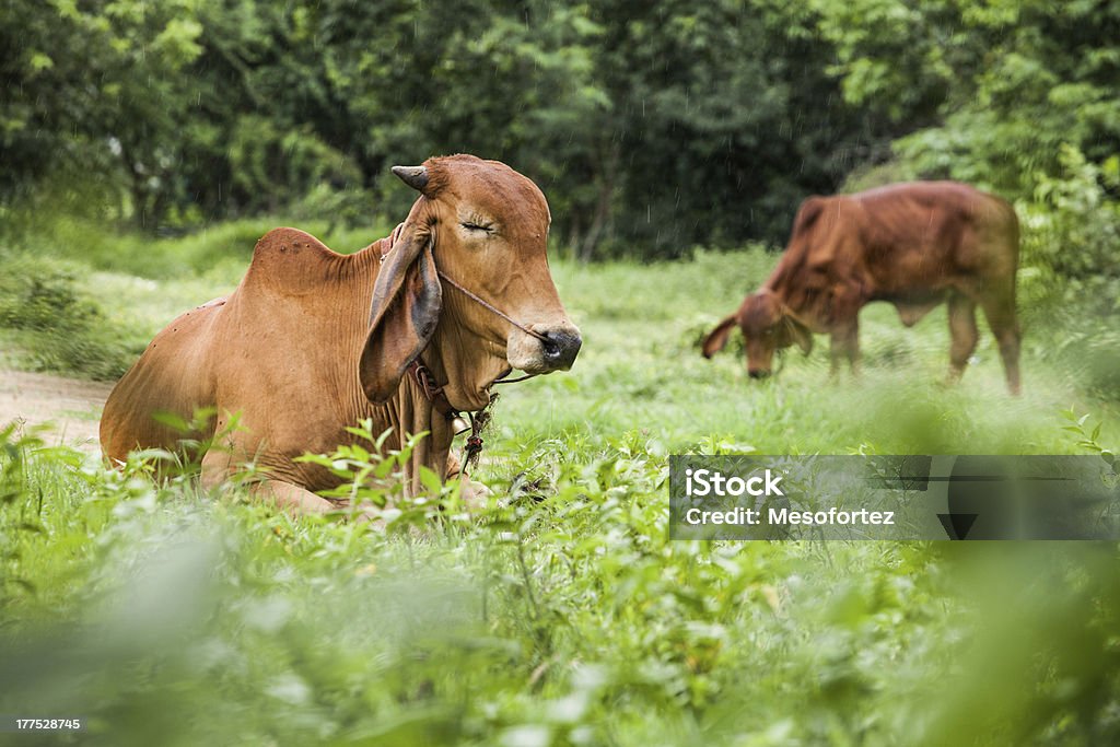 vacche - Foto stock royalty-free di Animale