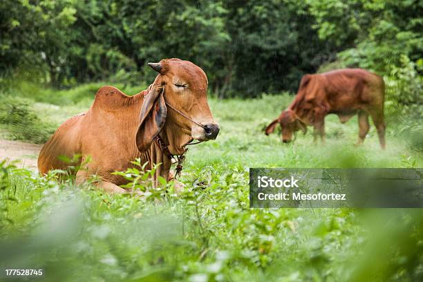 Foto de Vacas e mais fotos de stock de Animal - Animal, Animal de Fazenda, Chuva