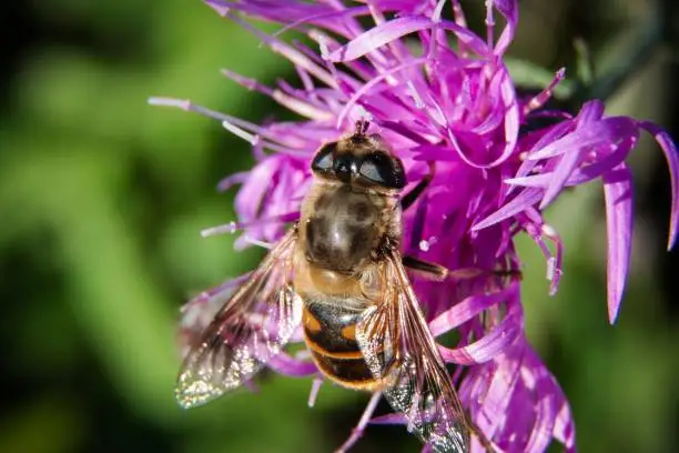 Hover fly, (family Syrphidae), also called flower fly, or syrphid fly, any member of a family that contains about 6,000 species of insects in the fly order, Diptera. Their various common names refer to the behaviour of hovering around flowers. Hover flies, with their yellow markings, resemble wasps or bees but do not bite or sting.